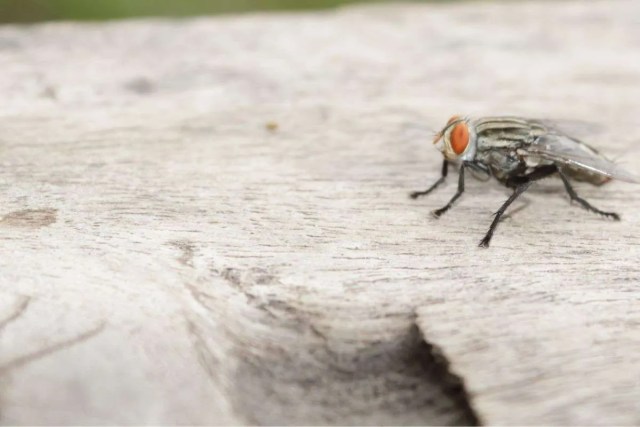 ¿Por qué las moscas se sienten atraídas por mi terraza?