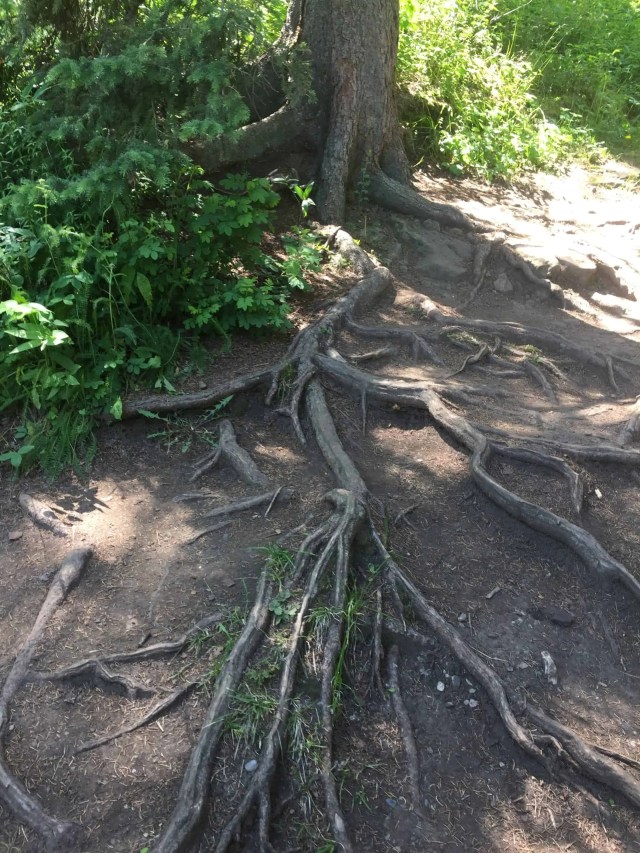 Requisitos de construcción de una plataforma sobre raíces de árboles
