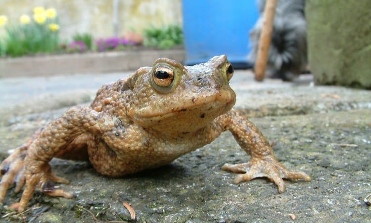 15 formas efectivas de mantener a las ranas alejadas de su porche, terraza, patio o casa
